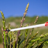 asparagi_A con frobice1000x1000.jpg