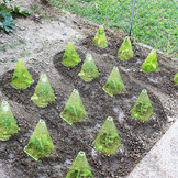 CONI NELL&rsquo;ORTO 1000X1000.jpg