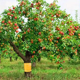 nastro con pianta3.jpg