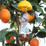 bottiglia plastica con arancio sito.jpg