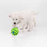 golden retriever con pallina1000X1000.jpg