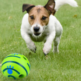 jack russel con pallina1000X1000.jpg